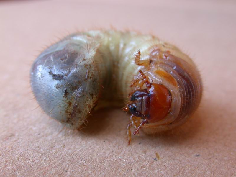 Larva di maggiolino Melolontha melolontha
